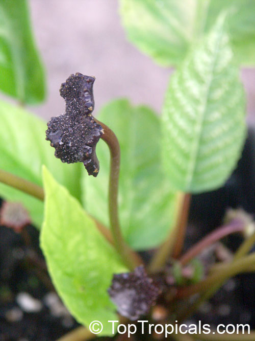 Dorstenia bahiensis, Mattress Button Plant