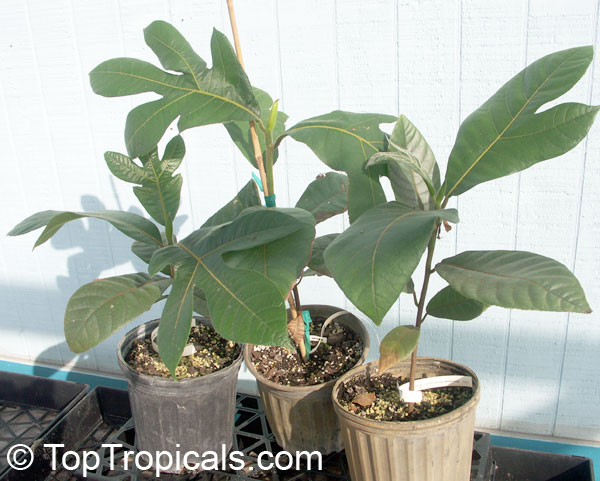 Artocarpus odoratissimus, Marang, Tarap, Green Terap