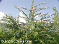 Calliandra haematocephala x surinamensis Nana, Dwarf Powderpuff Tree

Click to see full-size image