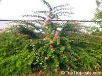 Calliandra haematocephala x surinamensis Nana, Dwarf Powderpuff Tree

Click to see full-size image