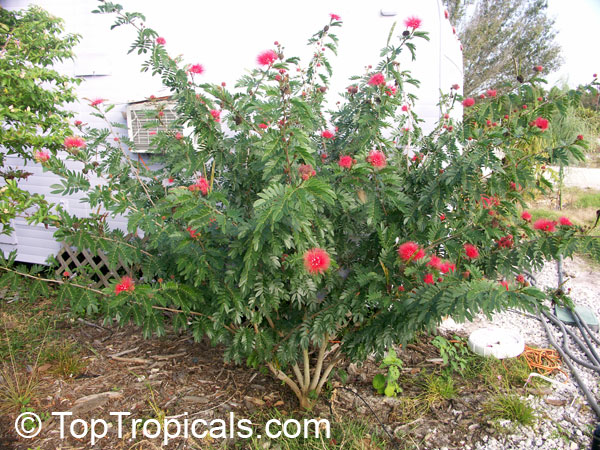 Calliandra haematocephala, Calliandra inaequilatera, Rose cascade, Blood Red Tassel Flower