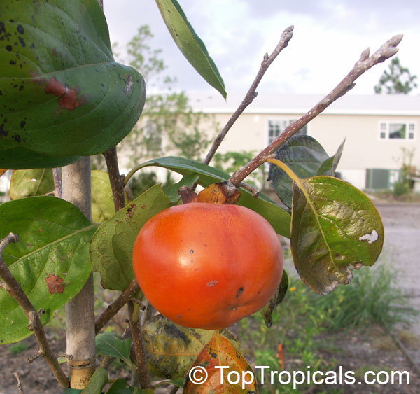 Persimmon fruit on a tree