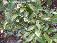 Magnolia figo, Michelia figo, Magnolia fuscata, Banana Magnolia, Banana Shrub, Port Wine Magnolia

Click to see full-size image