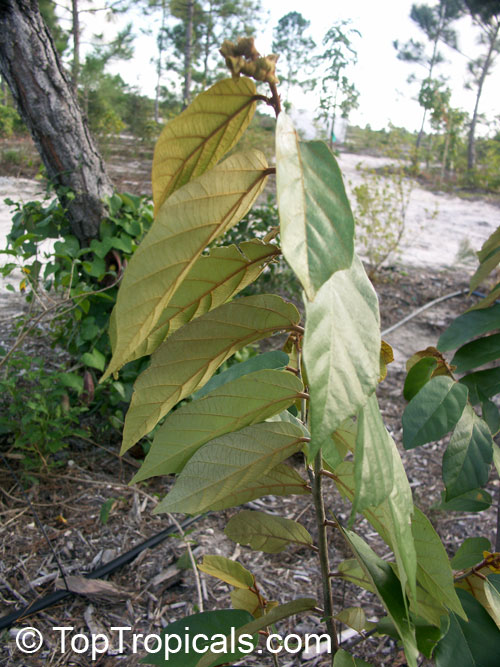 Pterospermum diversifolium, Pterospermum