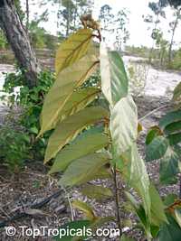 Pterospermum diversifolium, Pterospermum

Click to see full-size image
