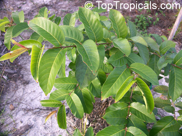 Anogeissus latifolia, Ghatti, Indian Gum Tree, Dhawa, Indian sumac