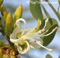 Bauhinia rufescens, Adenolobus rufescens, Bauhinia adansoniana, Kharoub, Kulkul, Nammare, Jiga, Randa

Click to see full-size image
