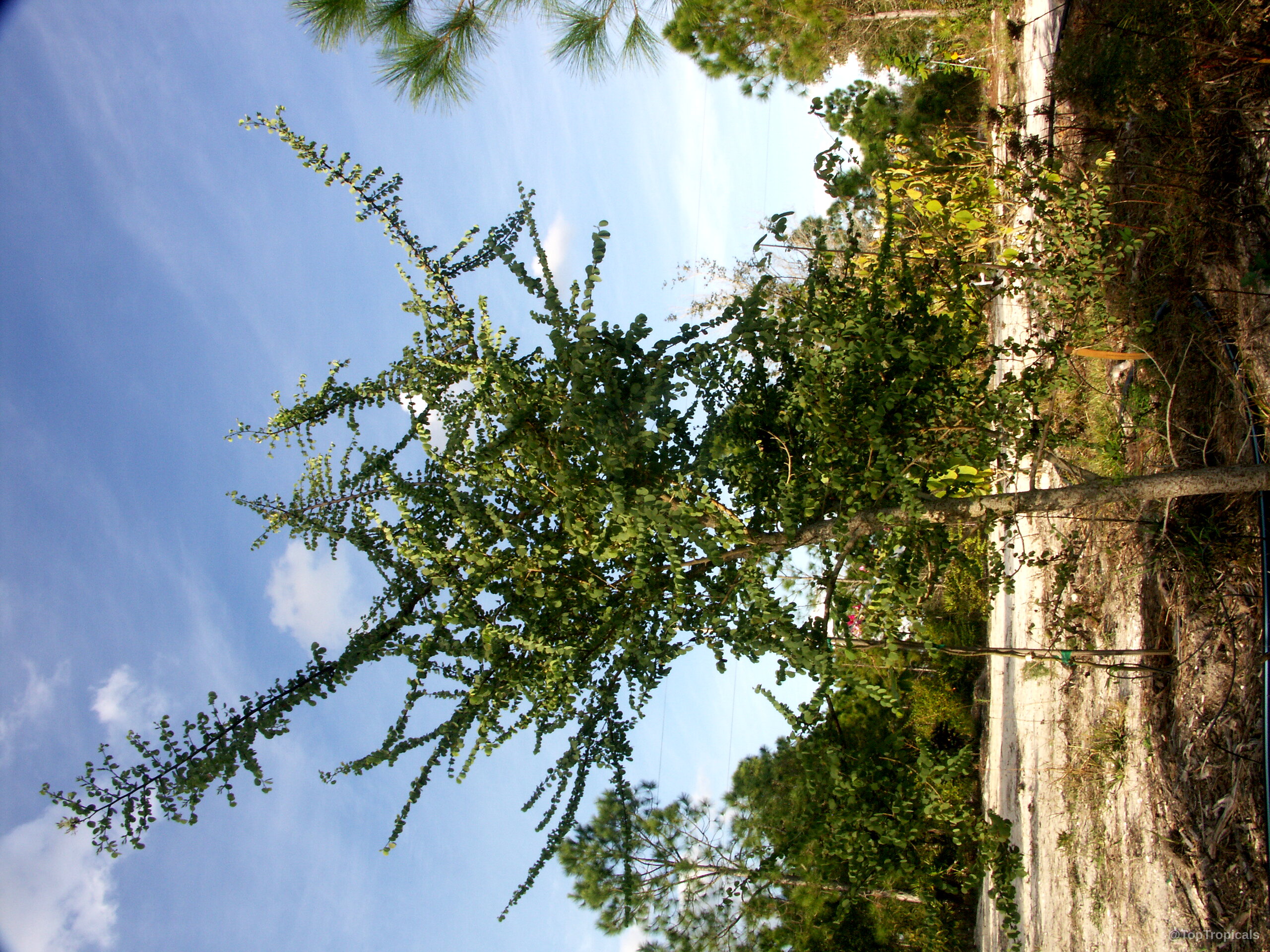 Bauhinia rufescens (Kharoub) small tree with thin branches and tiny green leaves reaching toward sky Bauhinia rufescens (Kharoub) plant with tiny green leaves on a thin upright branching wooden tree
