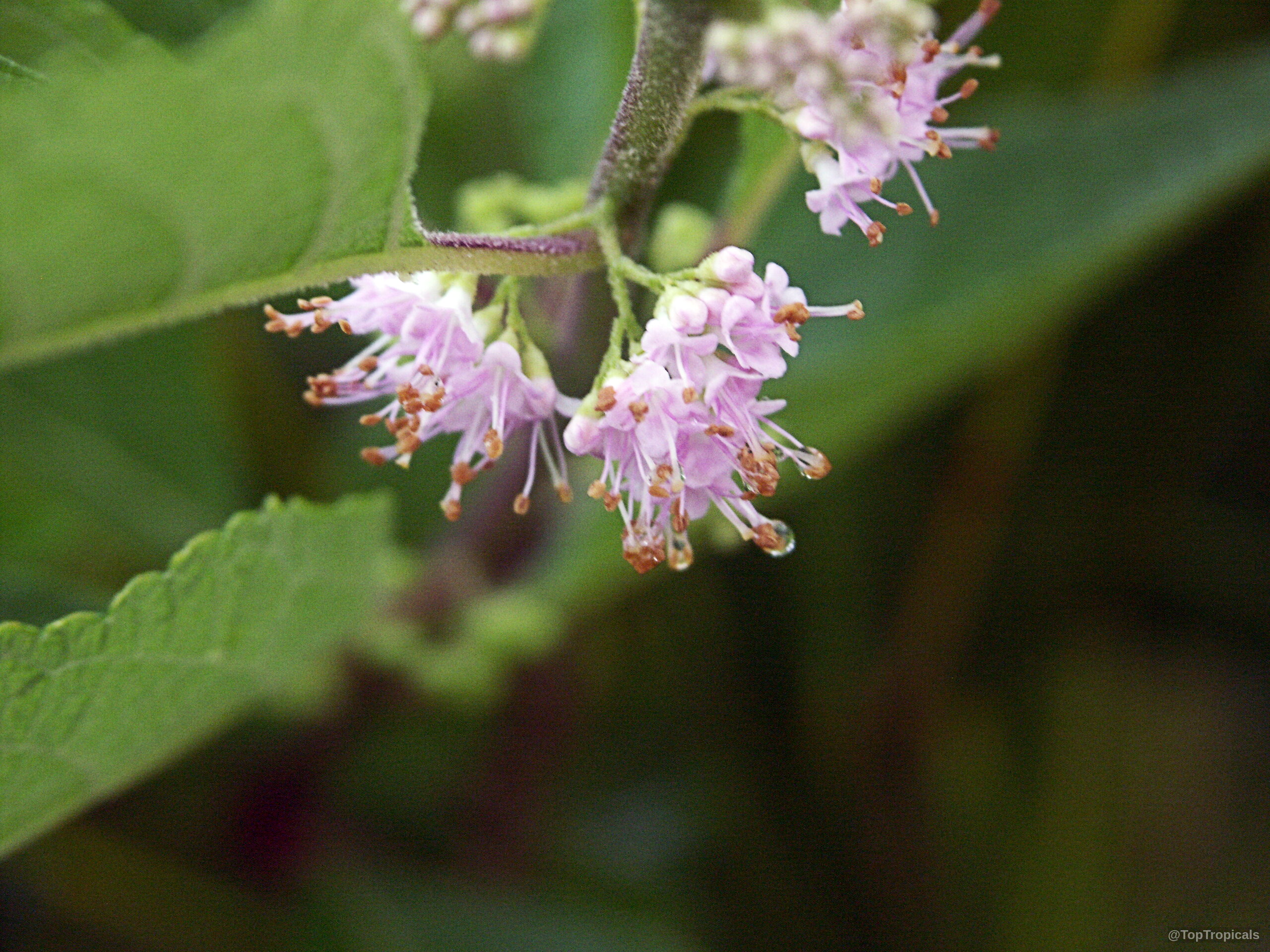 Callicarpa americana (American Beautyberry) small light pink flower clusters growing along the woody branch Callicarpa americana (American Beautyberry) light pink flower clusters on a branch close up