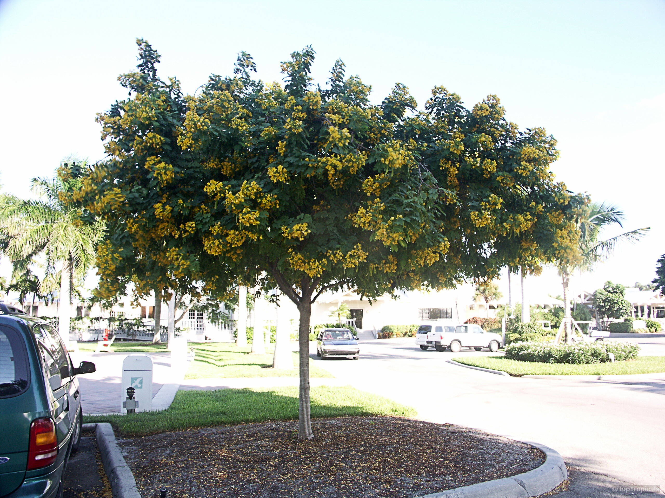 Cassia leptophylla (Gold Medallion Tree) with masses of yellow flowers on a rounded crown. Cassia leptophylla (Gold Medallion Tree) yellow flower clusters on a green tree