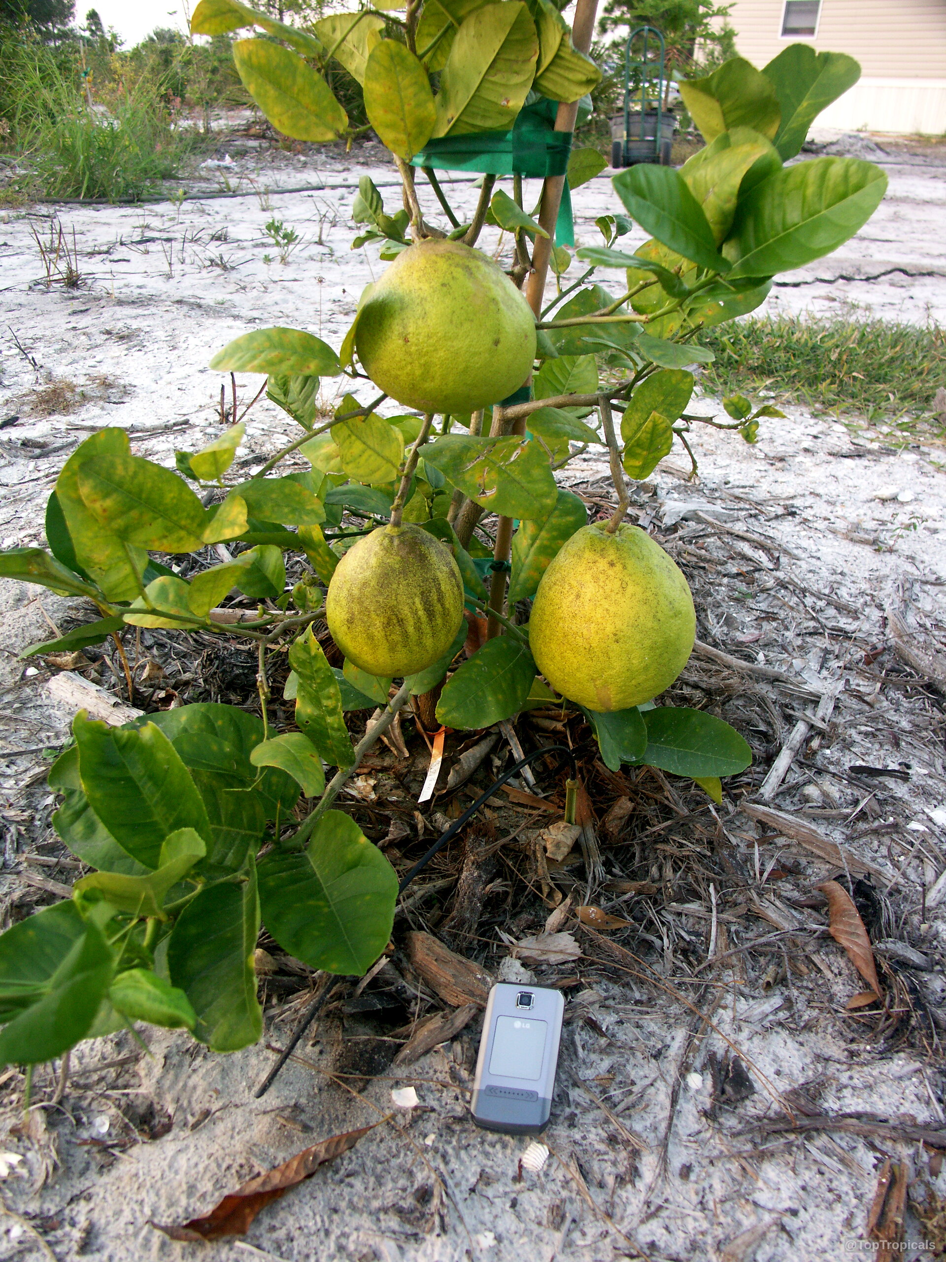 Citrus limon (Giant Lemon) 'Ponderosa' heavy yellow fruit hanging from branches on small tree. Citrus limon (Giant Lemon) 'Ponderosa' yellow fruit on small tree, close up of branches.