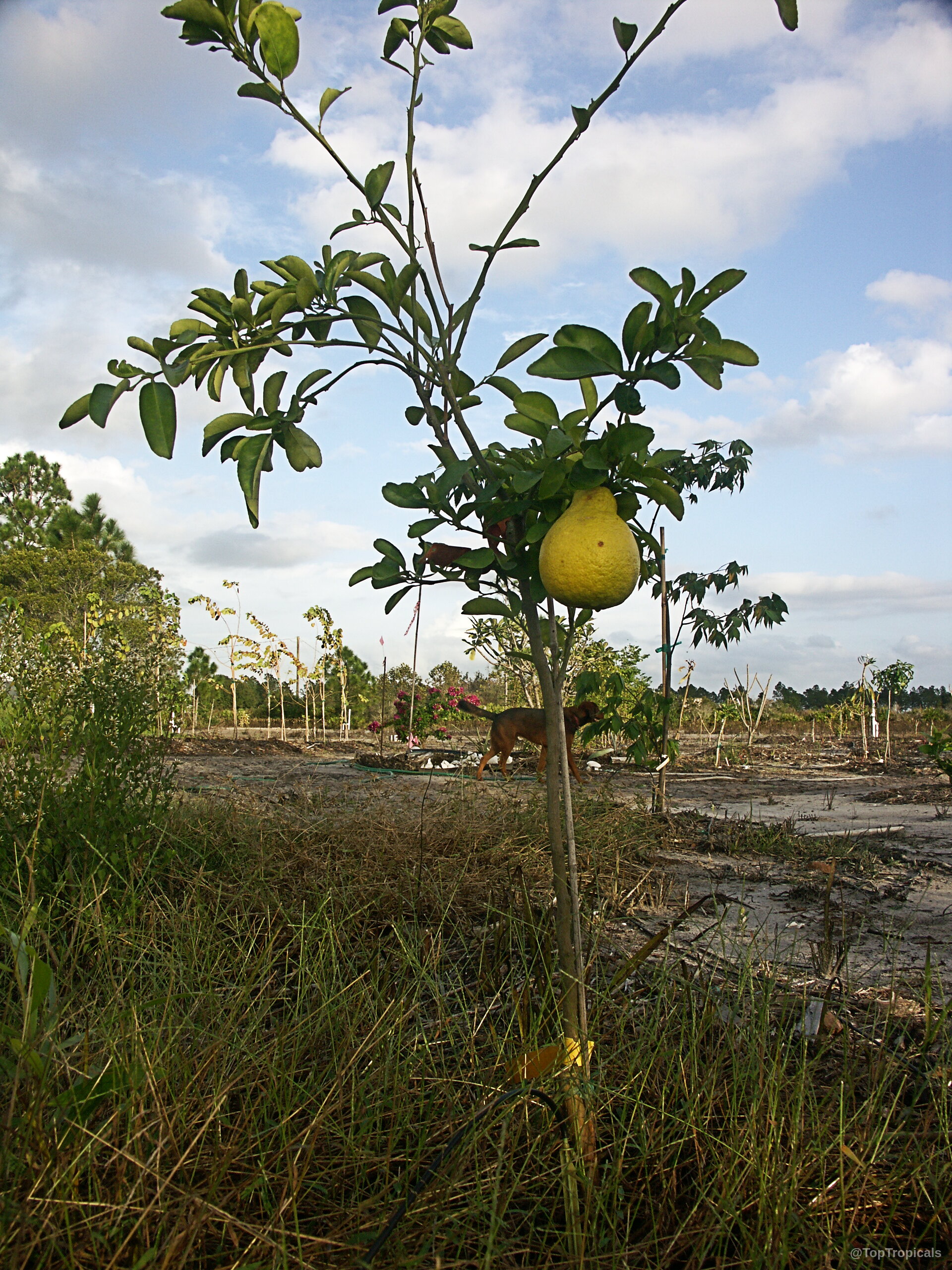 Citrus limon (Lemon) tree with yellow fruit hanging among small green leaves on thin branches. Citrus limon (Lemon) tree with yellow fruit hanging among small green leaves on branches