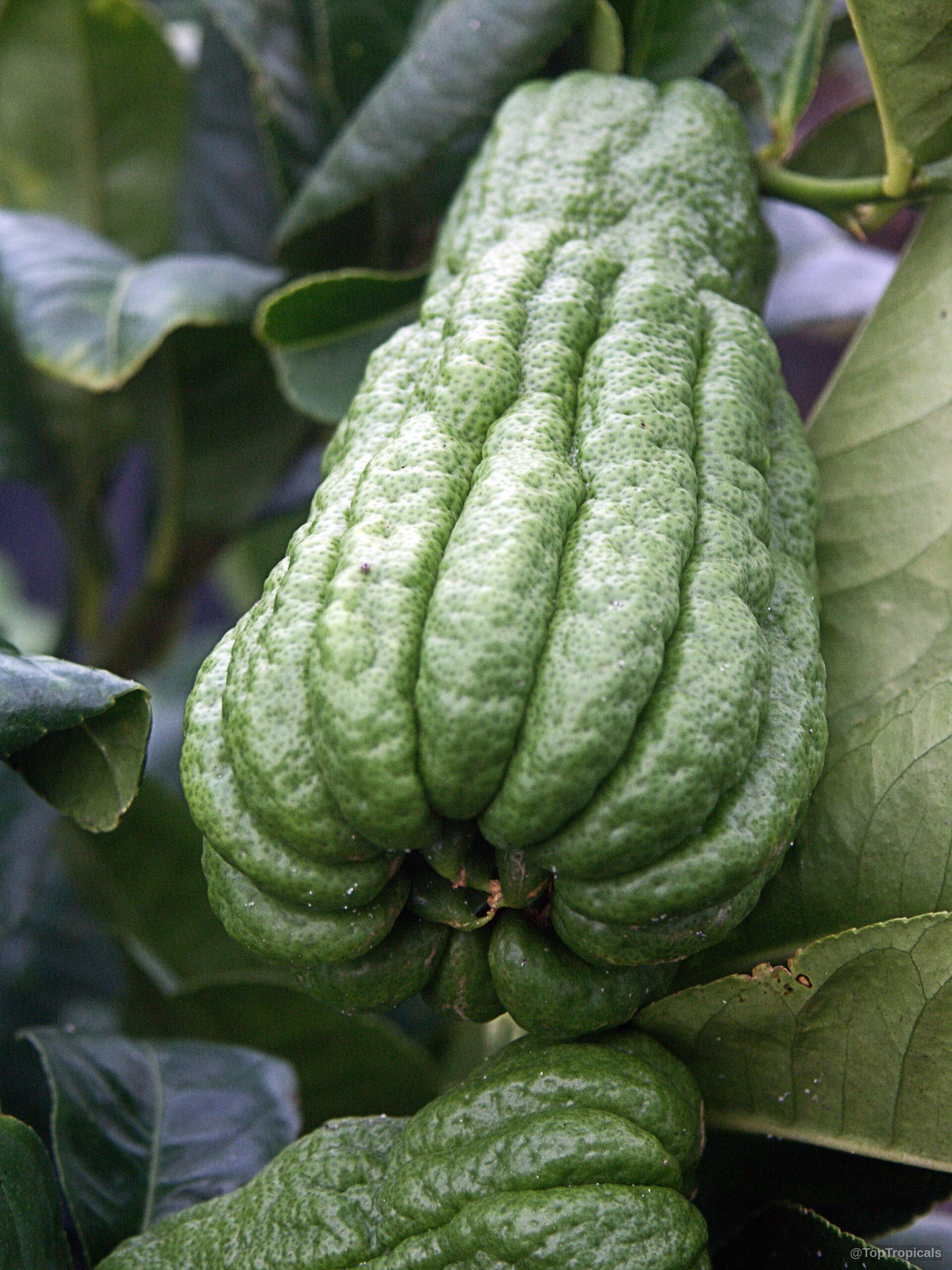 Citrus medica (Citron) green fruit hanging from a branch with visible bumpy, thick, textured rind Citrus medica (Citron) green fruit close up with bumpy skin texture hanging on a branch