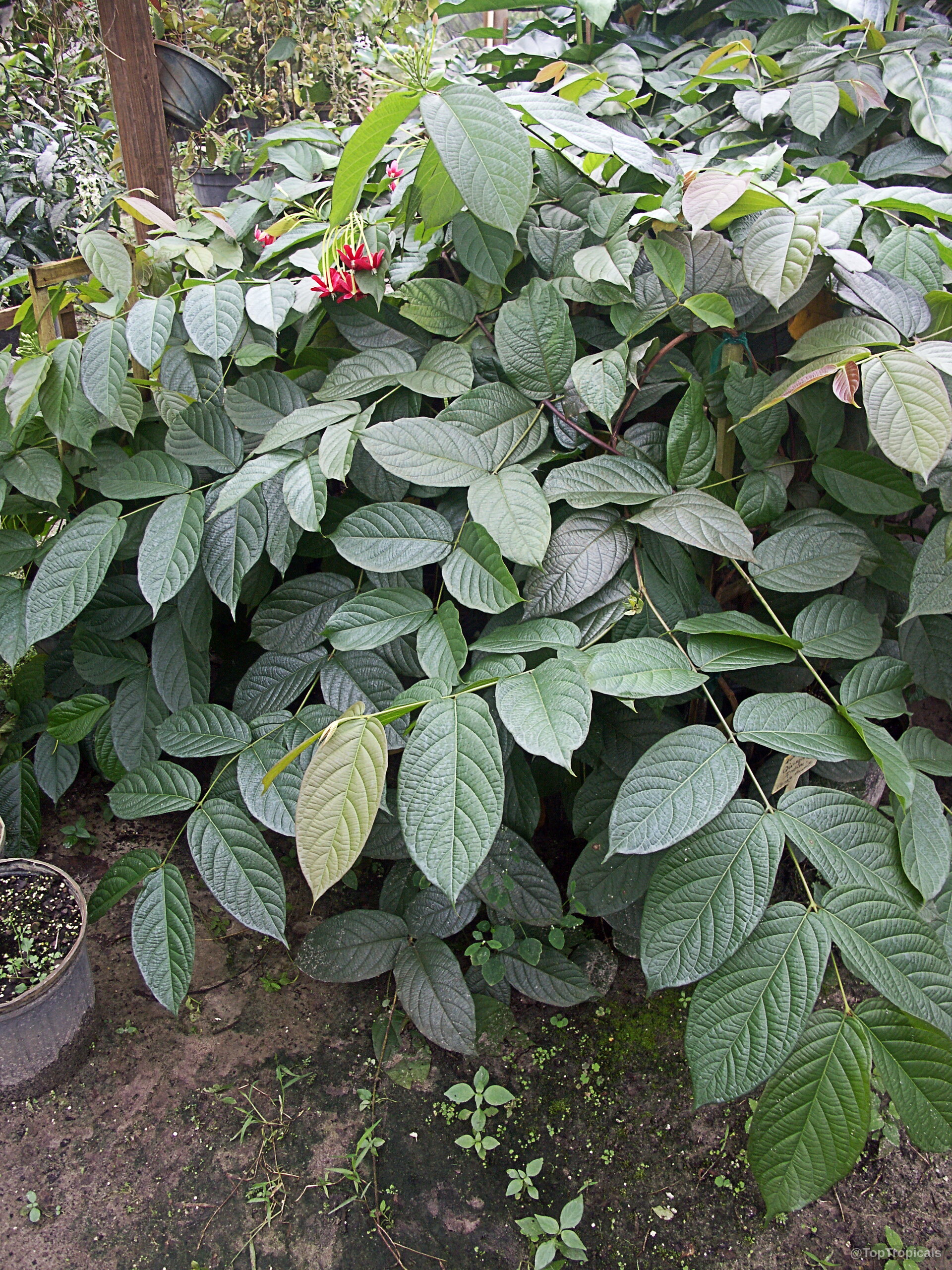 Combretum indicum (Rangoon Creeper) vine with oval green leaves and small red flower clusters Combretum indicum (Rangoon Creeper) red flower and green leaves on trailing plant vine structure