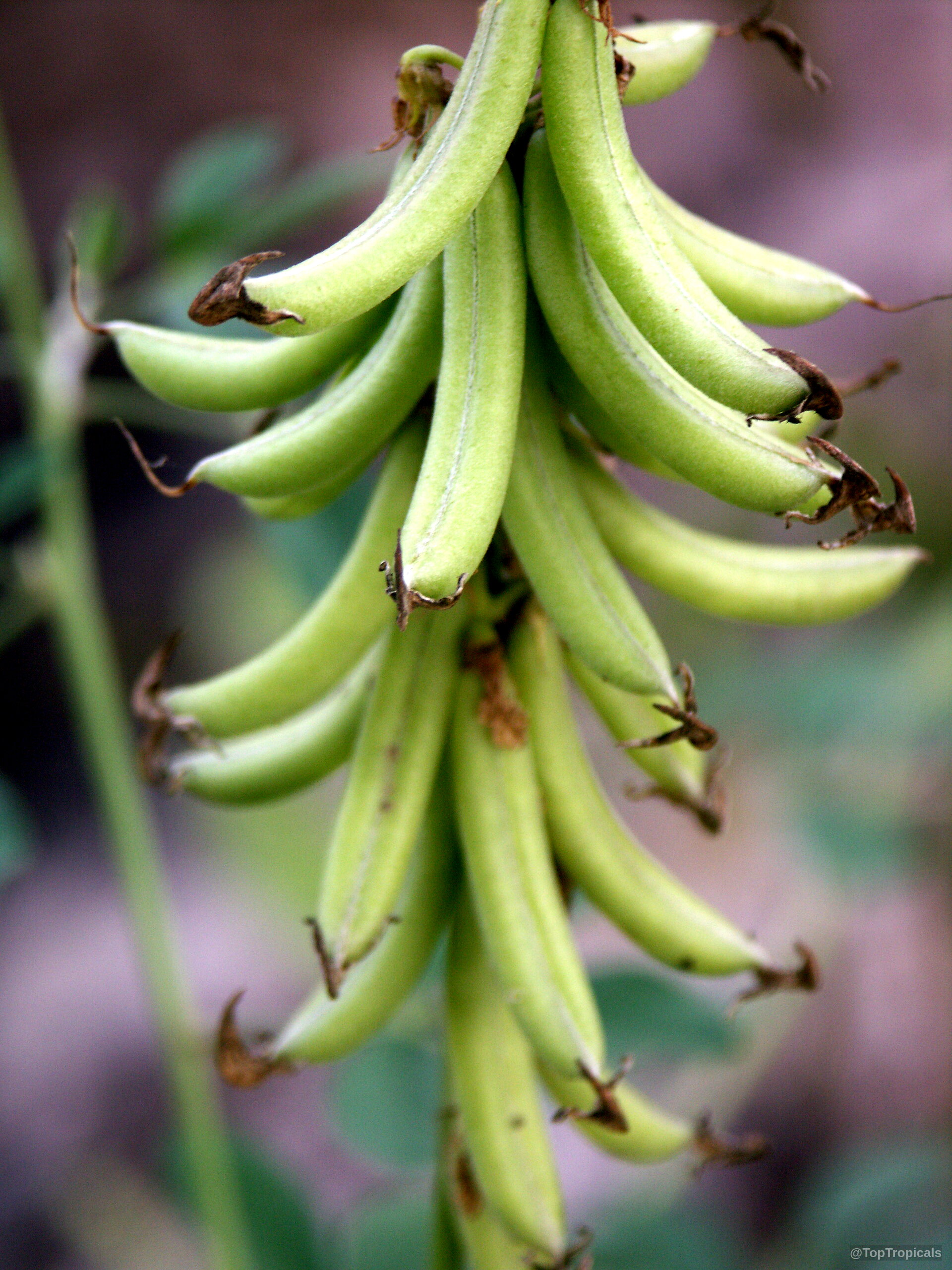 Crotalaria pallida (Smooth Rattlebox) bunch of curved green fruit pods hanging in a dense cluster. Crotalaria pallida (Smooth Rattlebox) green fruit cluster, close up image showing curved slender pods.