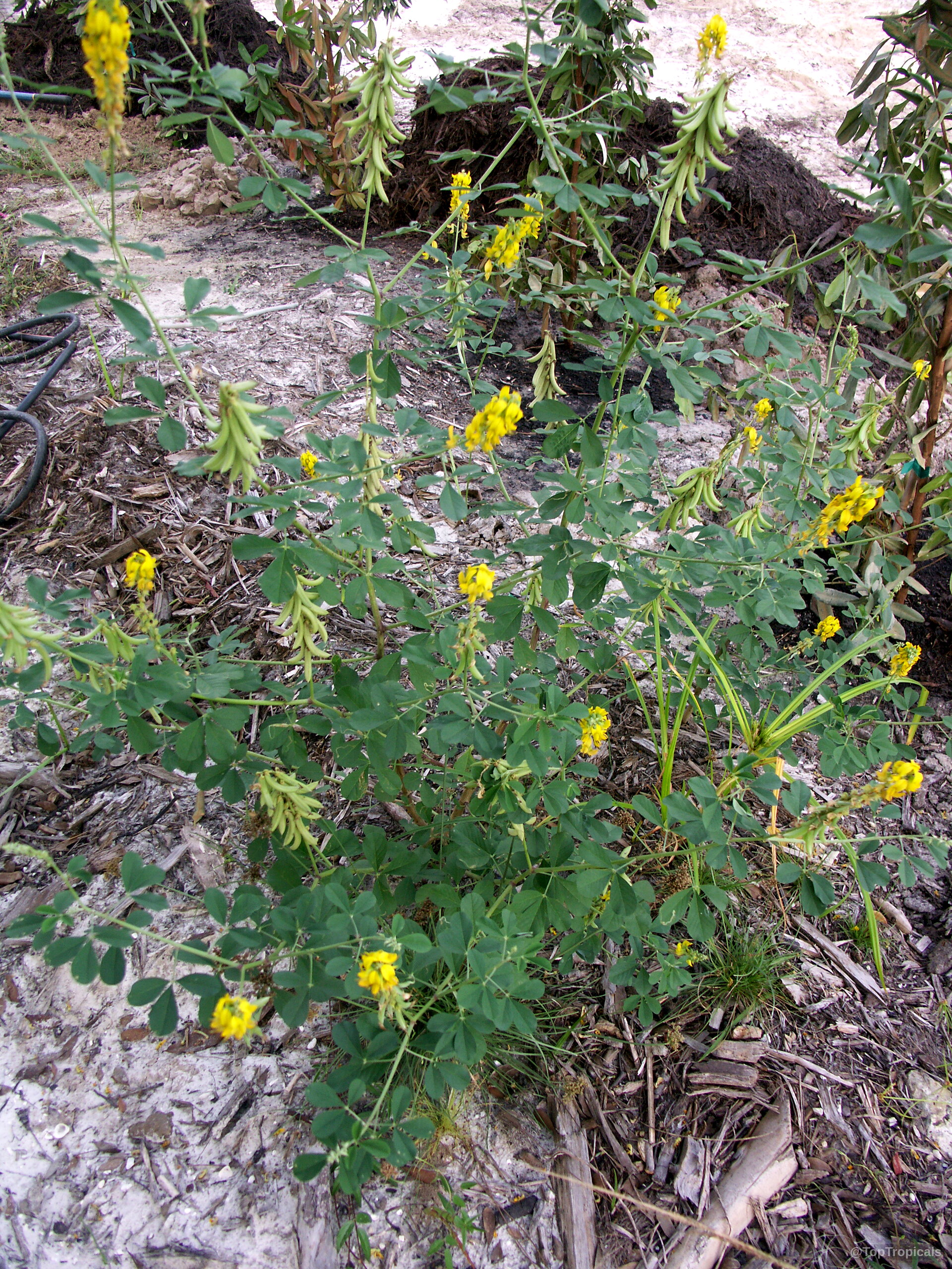 Crotalaria pallida (Smooth Rattlebox) plant with yellow flowers and green seed pods among foliage. Crotalaria pallida (Smooth Rattlebox) plant yellow flowers and green pods on thin stems.