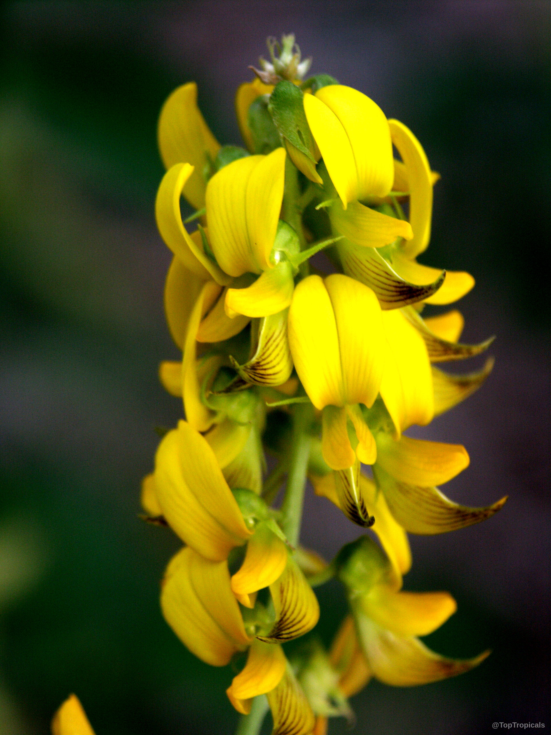 Crotalaria pallida (Smooth Rattlebox) with multiple yellow flowers arranged along a central stem. Crotalaria pallida (Smooth Rattlebox) yellow flower close up capturing the vibrant petal texture.