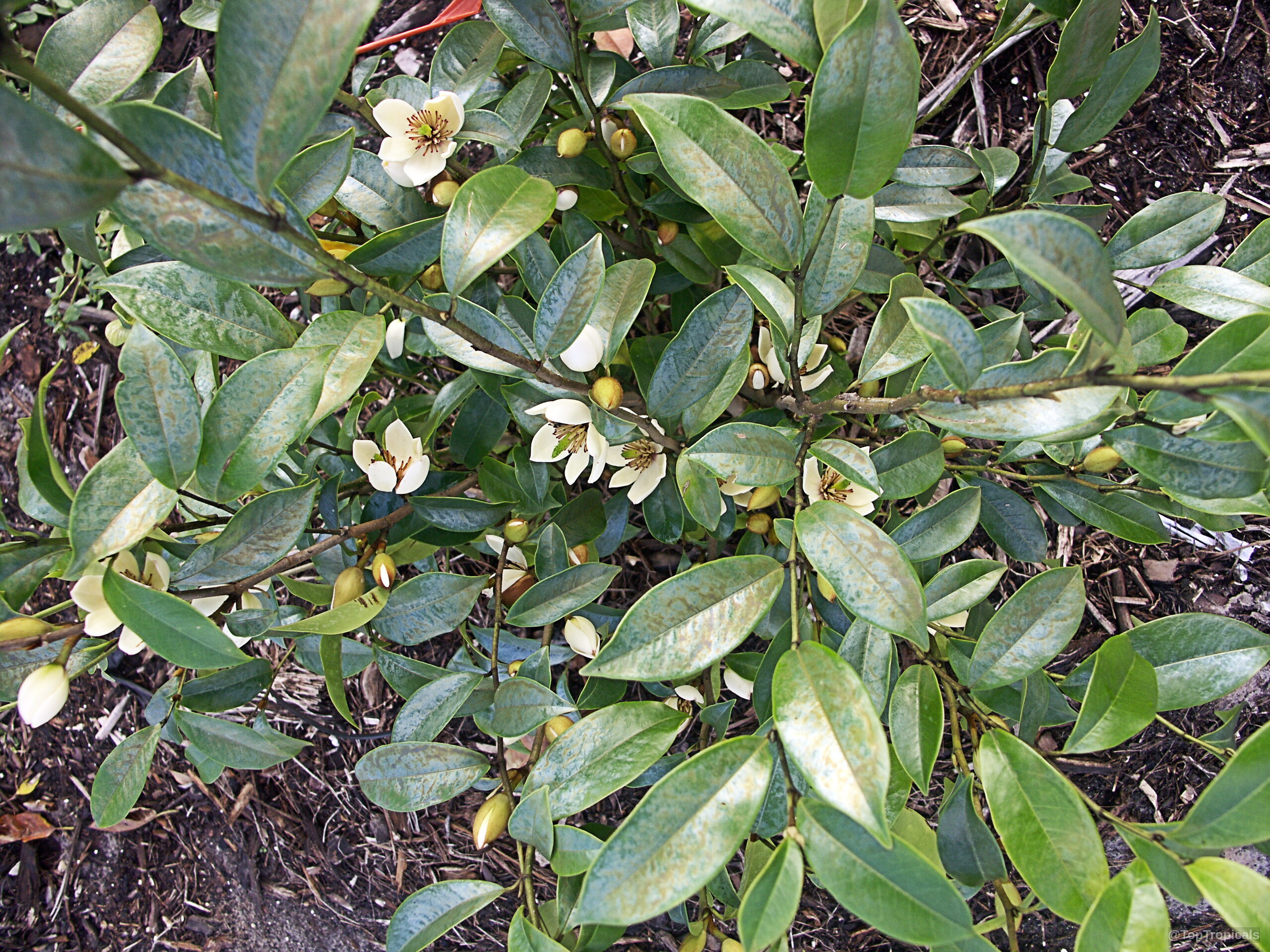 Magnolia figo (Banana Magnolia) cream flowers nestled among thick glossy green leaves on the plant Magnolia figo (Banana Magnolia) with cream flowers and thick green leaves on a plant