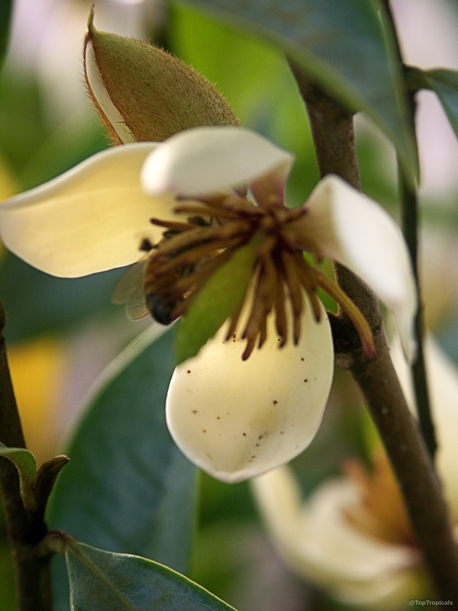 Magnolia figo (Banana Magnolia) creamy white flower with a bee visible among central brown stamens. Magnolia figo (Banana Magnolia) creamy white flower close up with fuzzy green bracts