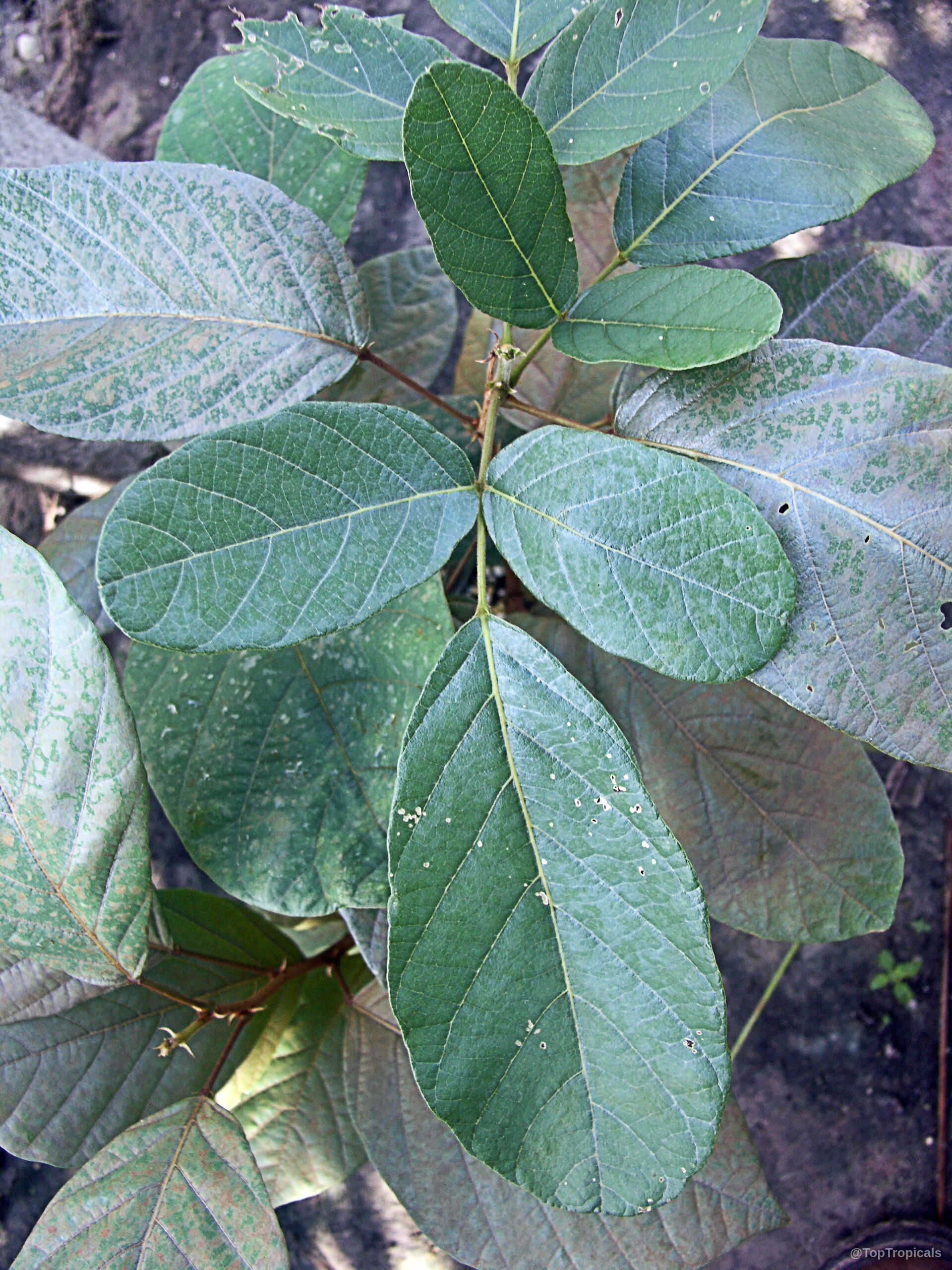 Philenoptera violacea (Apple Leaf) with green leaves arranged on thin woody branches, close up