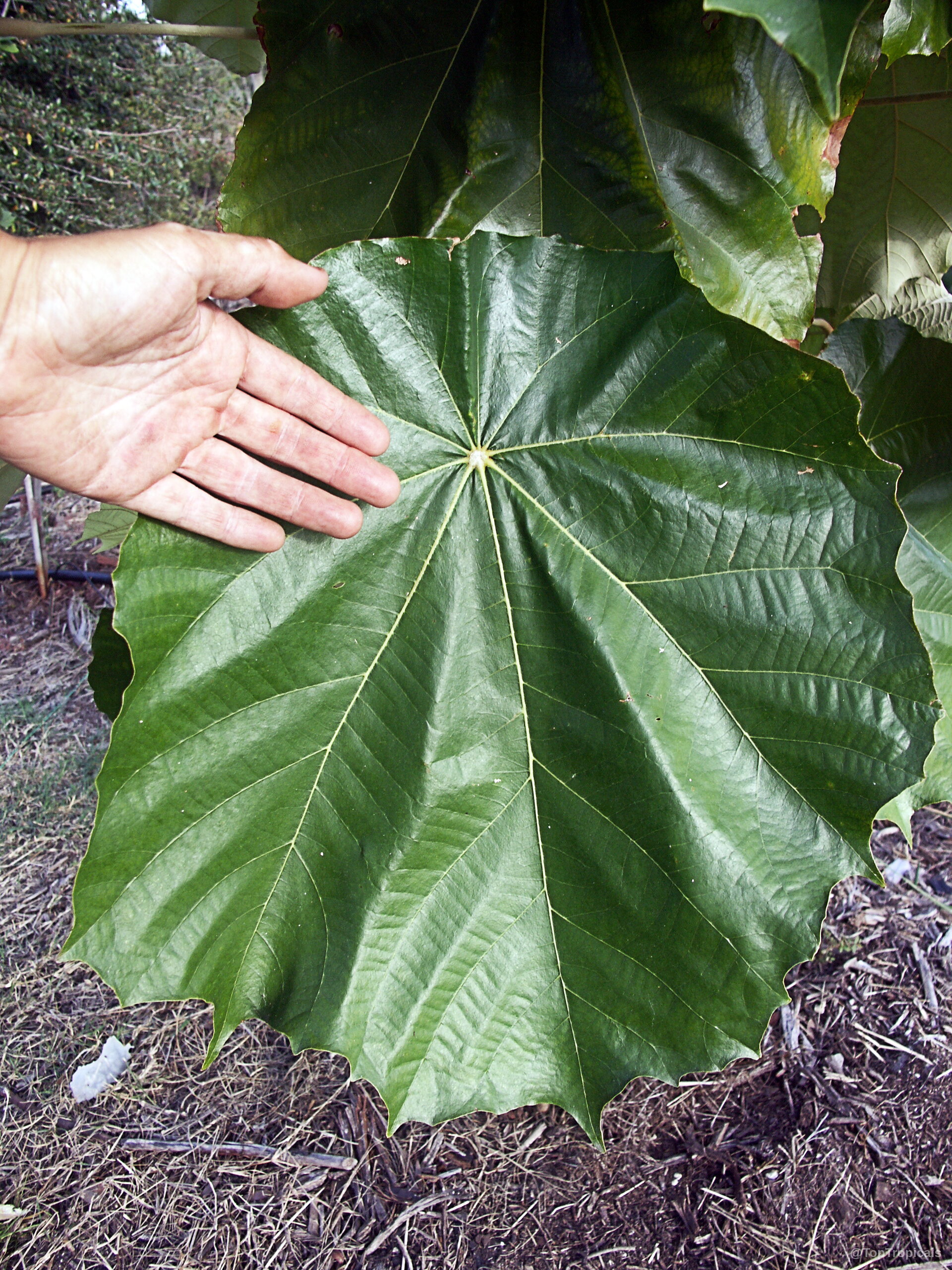 Pterospermum acerifolium (Dinnerplate Tree) showing massive green foliage beside a human hand for size scale. Pterospermum acerifolium (Dinnerplate Tree) green leaf close up held by a human hand.