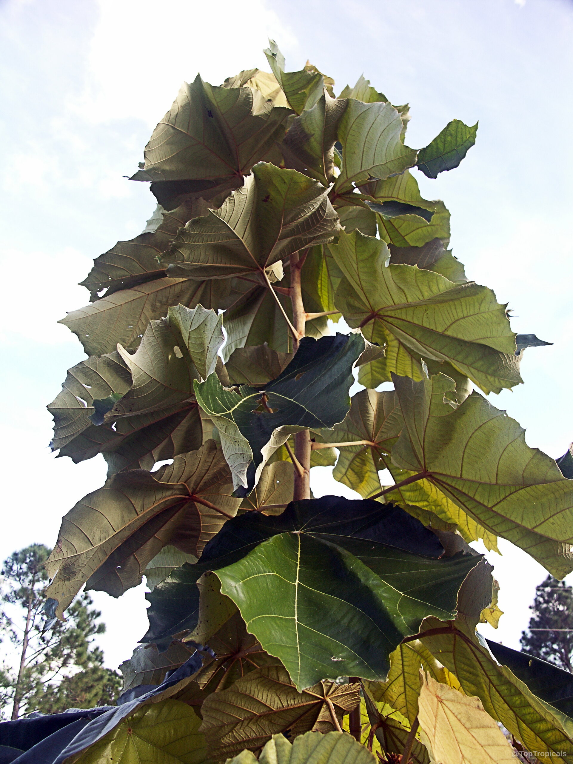 Pterospermum acerifolium (Dinnerplate Tree) growing tall with large green leaves pointing toward the sky. Pterospermum acerifolium (Dinnerplate Tree) green leaves on tall stem with upward reaching branches.