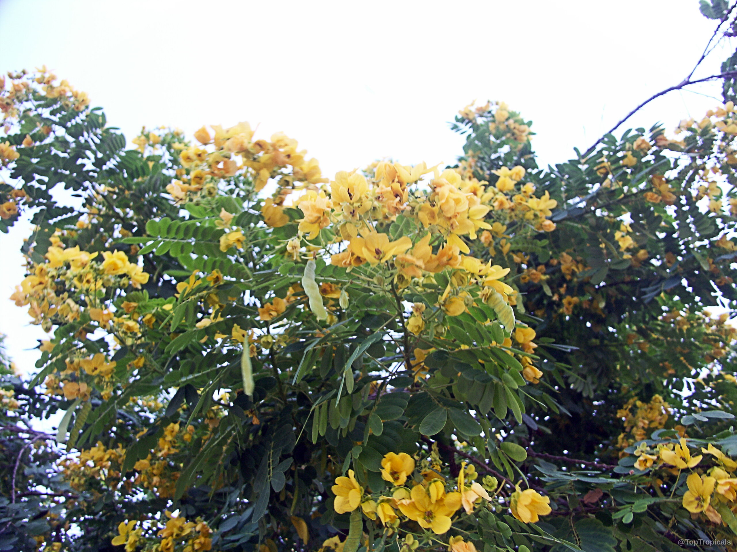 Senna floribunda (Golden Showy Cassia) yellow flower clusters emerging amidst lush green compound leaves Senna floribunda (Golden Showy Cassia) yellow flower clusters on green foliage branch