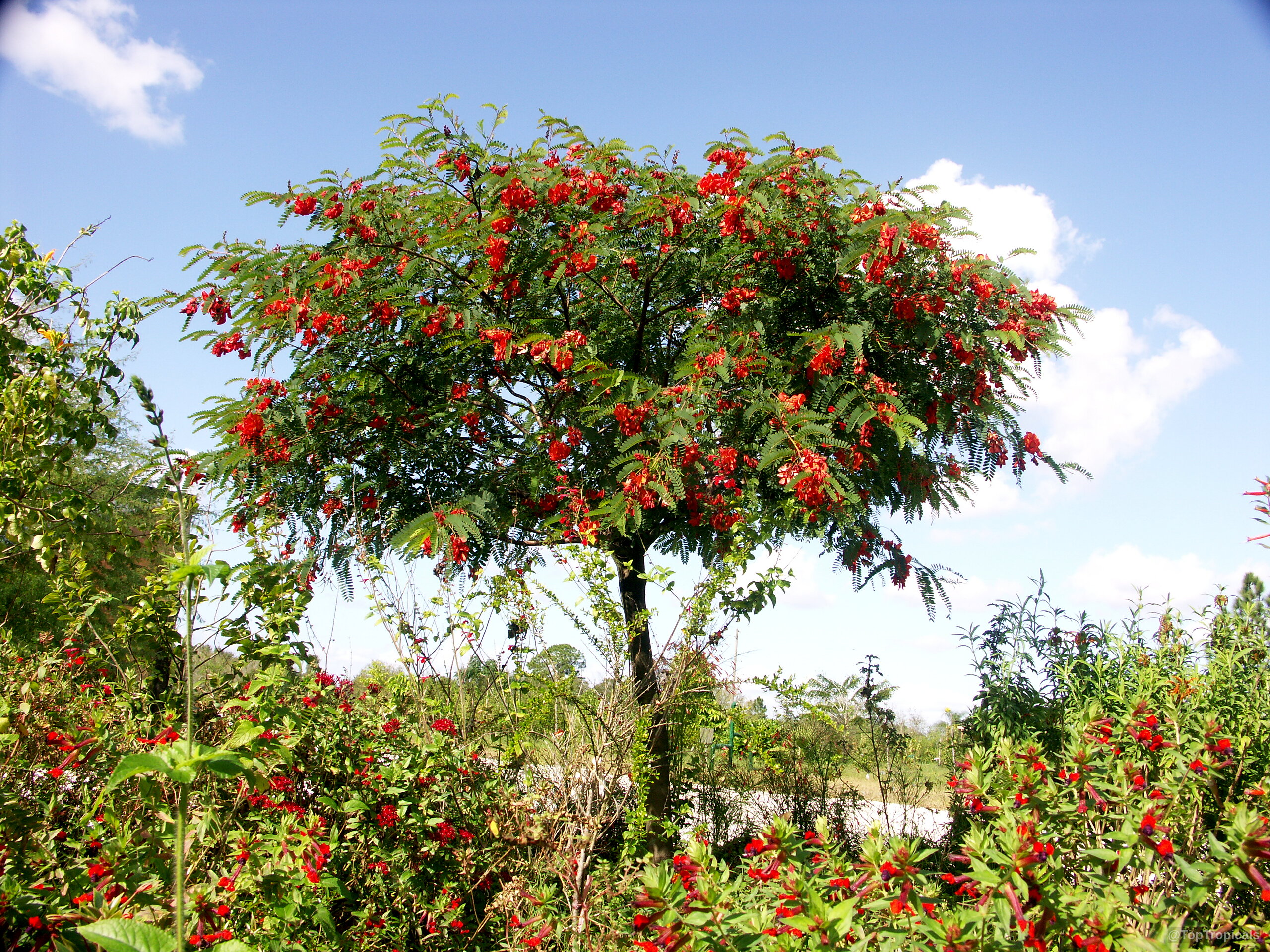 Sesbania punicea (Rattle Box Tree) with many red flowers and green leaves on the tree Sesbania punicea (Rattle Box Tree) red flowers on tree branches with green foliage canopy top