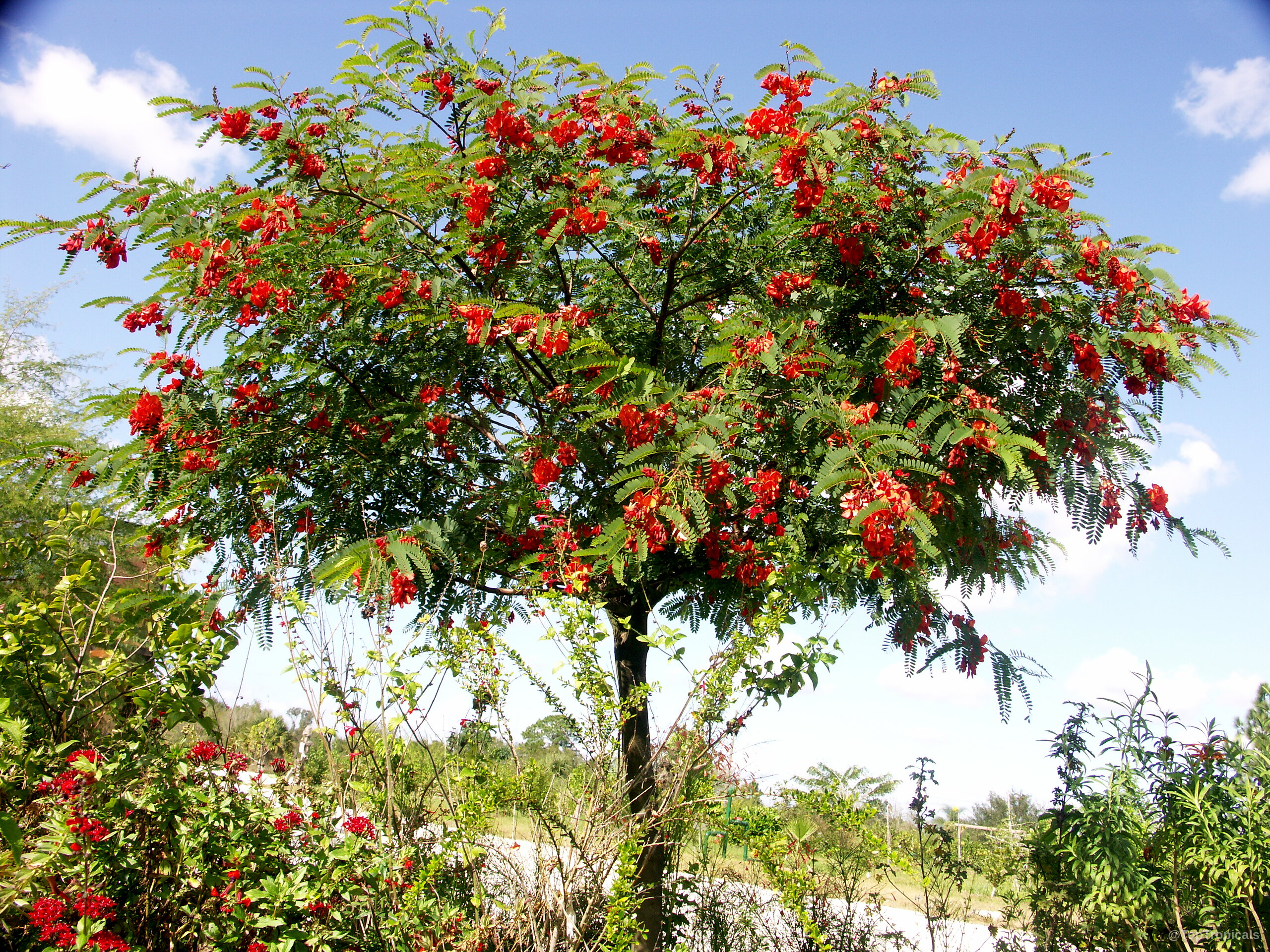 Sesbania punicea (Rattle Box Tree) with many clusters of small red flowers and green leaves Sesbania punicea (Rattle Box Tree) red flowers on a tree with green pinnate leaves