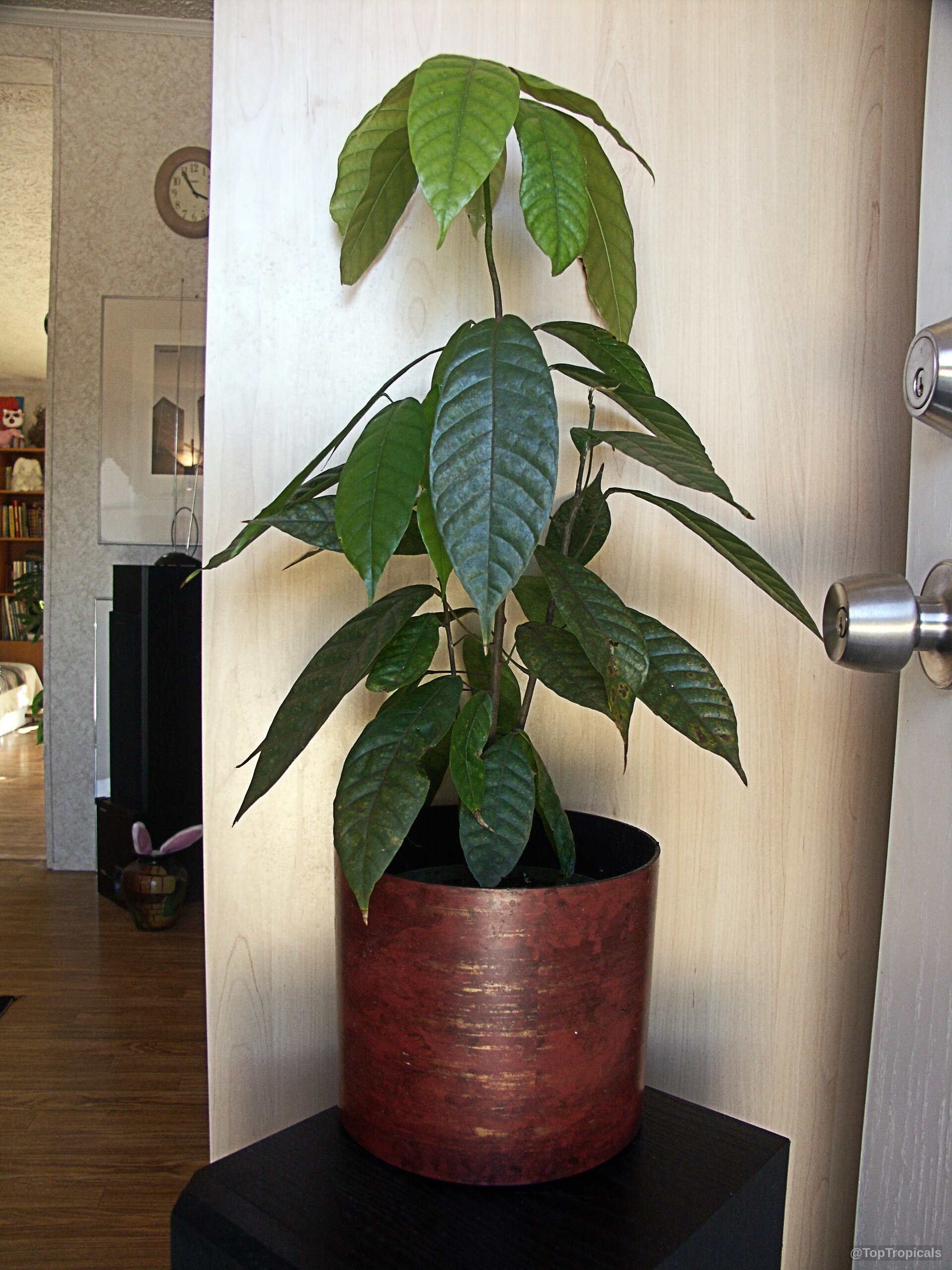Theobroma cacao (Chocolate Tree) growing in a cylindrical copper pot with deep green foliage. Theobroma cacao (Chocolate Tree) green leaves plant potted in a metallic copper container