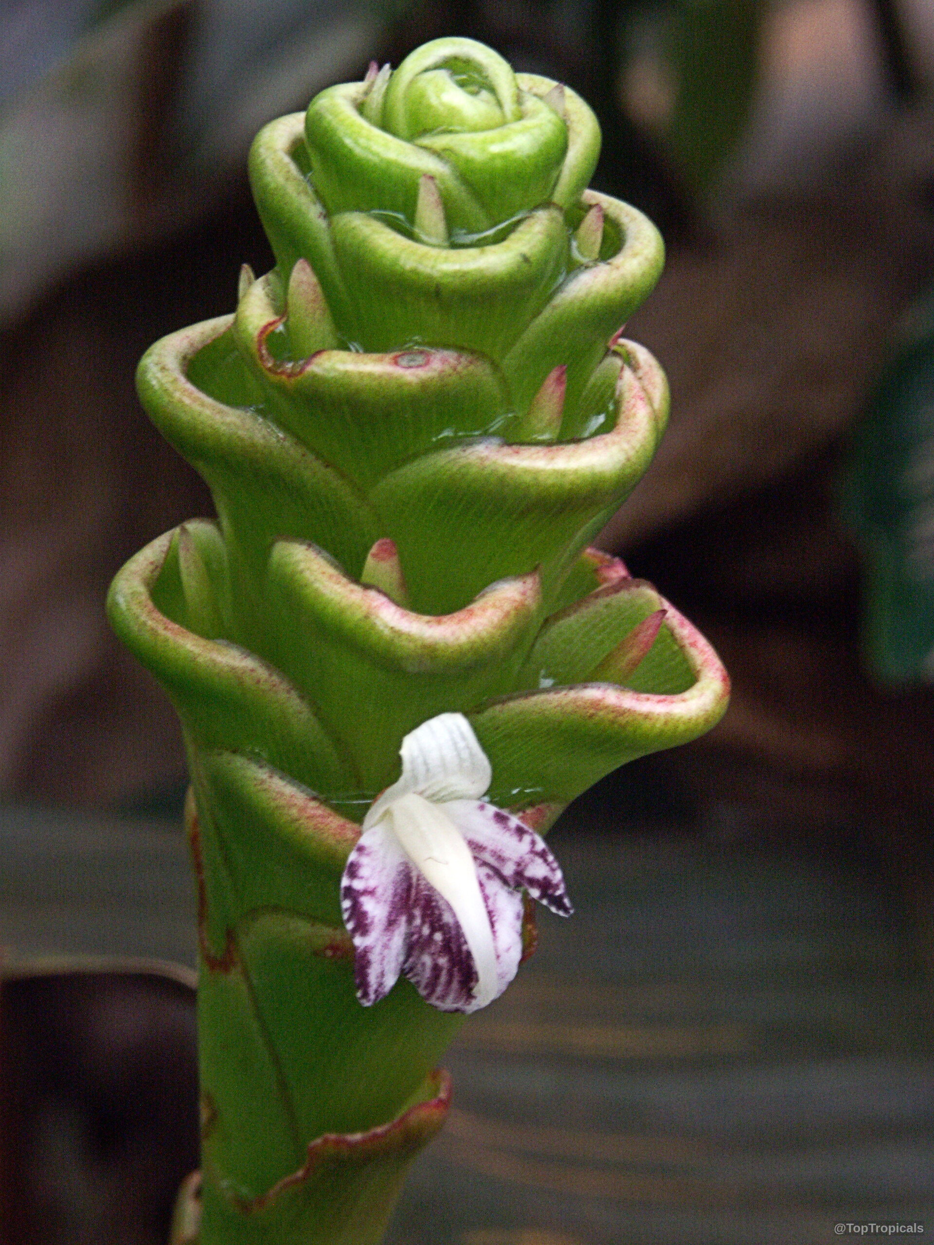 Zingiber neglectum (Jewel Pagoda) with its unique cone-shaped flower structure Zingiber neglectum (Jewel Pagoda) green and purple flower close up