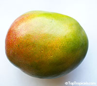 Mango tree Val Carrie, Grafted (Mangifera indica)

Click to see full-size image