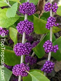 Callicarpa americana ( ) - 