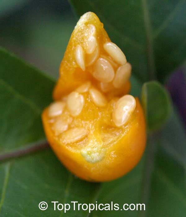Solanum diphyllum, Twoleaf nightshade
