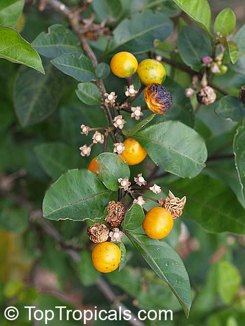 Solanum diphyllum, Twoleaf nightshade