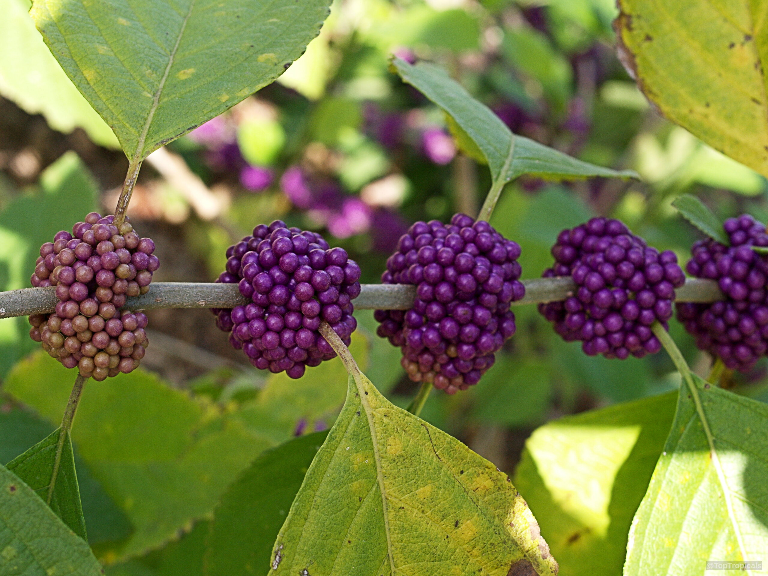 Callicarpa americana (American Beautyberry) branch with dense round purple fruit clusters and green foliage Callicarpa americana (American Beautyberry) purple fruit clusters on a branch, close up botanical shot