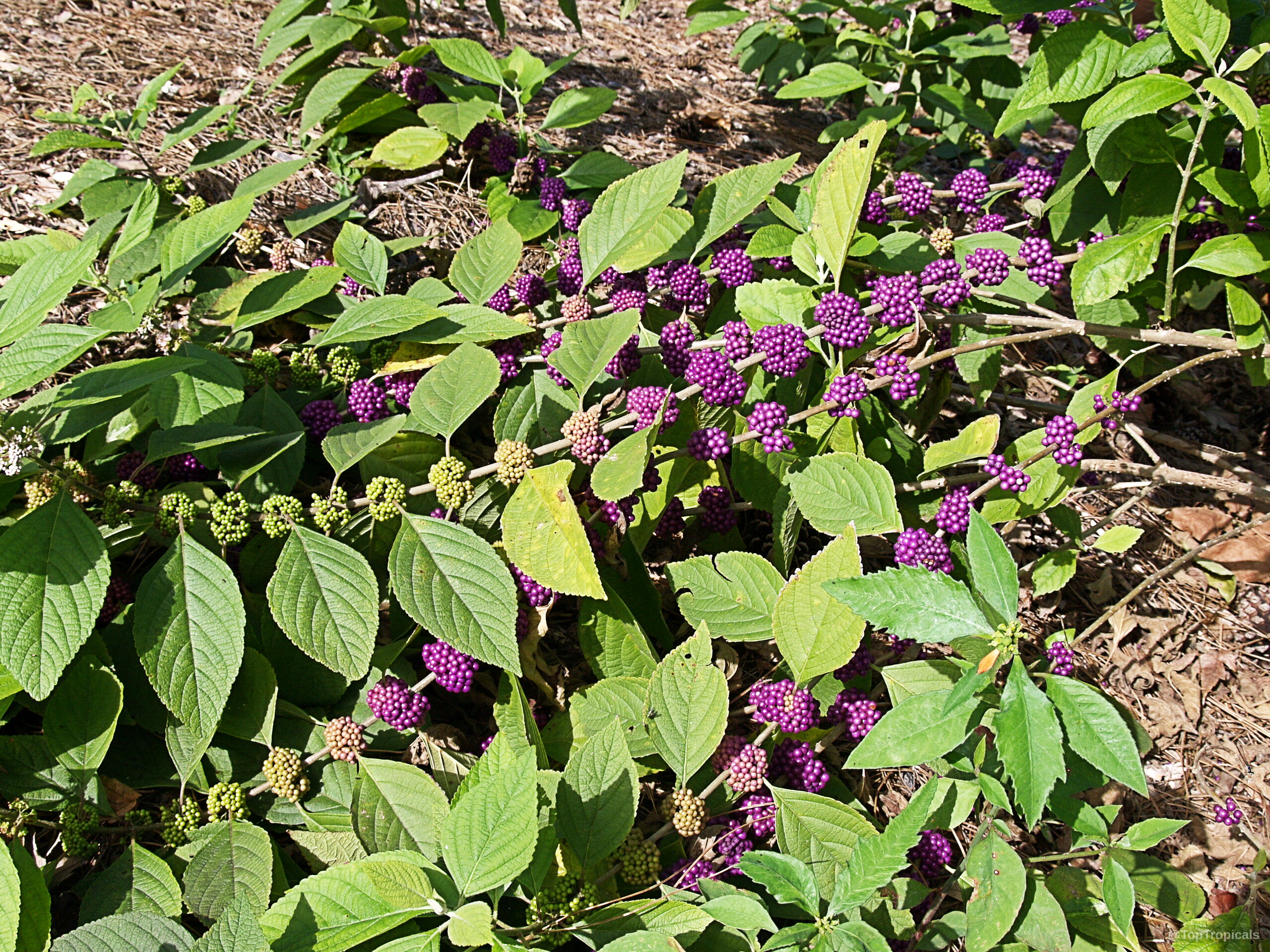 Callicarpa americana (American Beautyberry) with round purple fruit clusters growing along thin woody branches among leaves. Callicarpa americana (American Beautyberry) with purple fruit clusters on green leaves close up plant view
