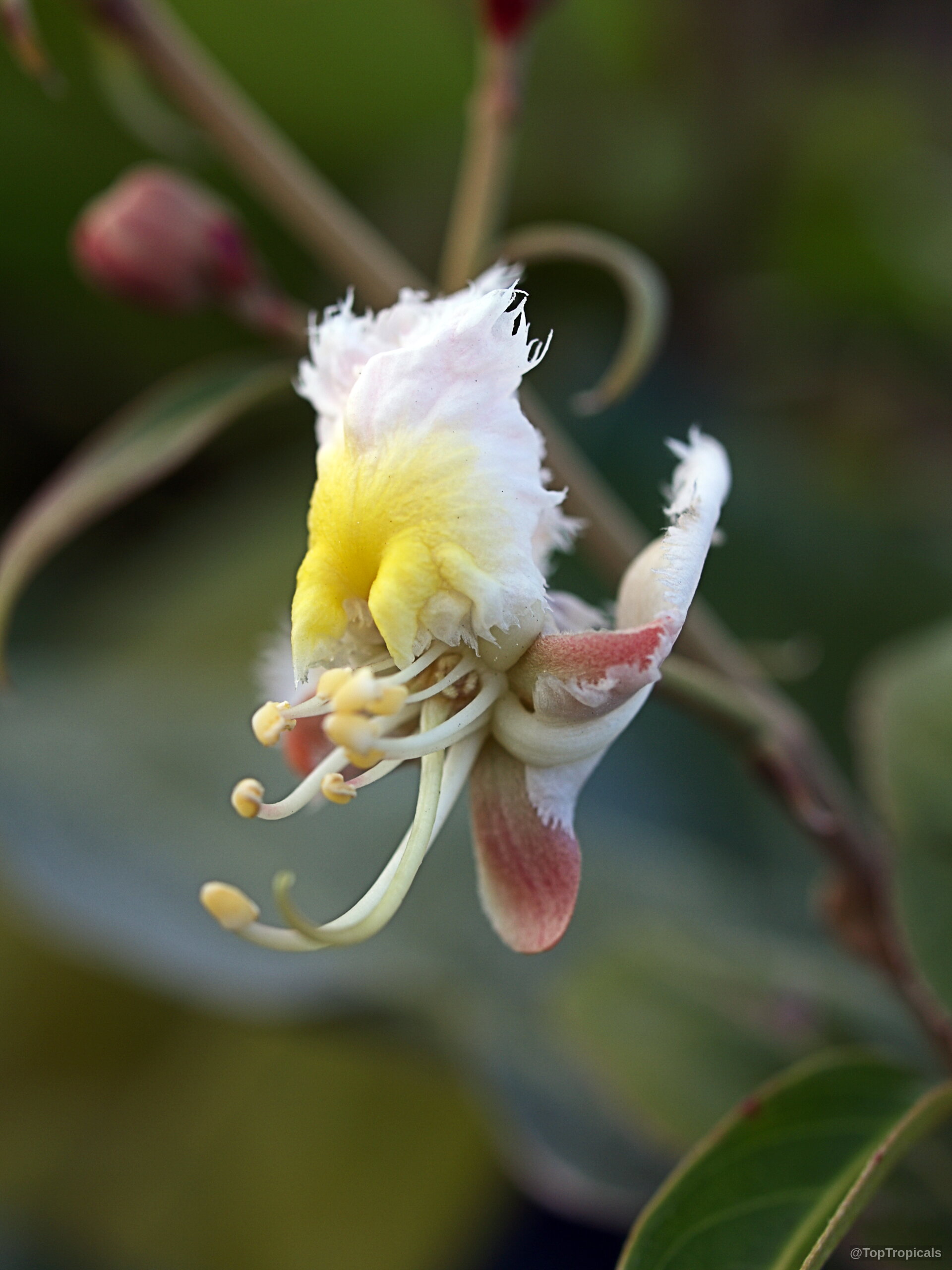Hiptage benghalensis (Hiptage) delicate flower with yellow center and pink tinged petal edges. Hiptage benghalensis (Hiptage) white and yellow flower close up with pink shaded petal edges.