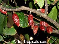 Theobroma cacao, Chocolate Tree, Cacao, Cocoa Tree

Click to see full-size image