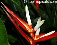 Heliconia angusta Christmas Holiday, Heliconia vaginalis, Christmas Holiday

Click to see full-size image