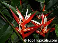 Heliconia angusta Christmas Holiday, Heliconia vaginalis, Christmas Holiday

Click to see full-size image