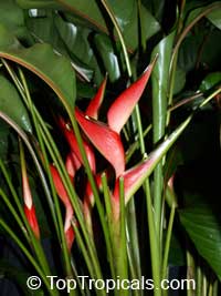 Heliconia stricta, Dwarf Jamaica Heliconia, Firebird

Click to see full-size image