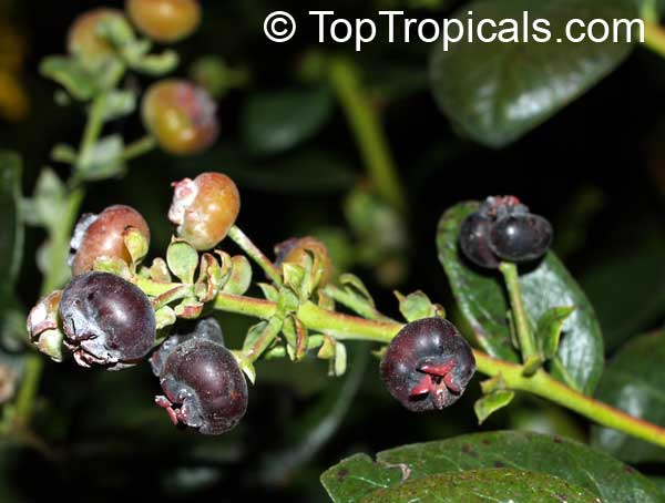 Vaccinium corymbosum, Tropical Blueberry, Lowbush Blueberry