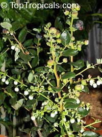 Vaccinium corymbosum, Tropical Blueberry, Lowbush Blueberry

Click to see full-size image