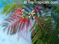 Calliandra houstoniana - seeds

Click to see full-size image