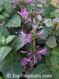 Hypoestes aristata, Purple Haze, Ribbon Bush

Click to see full-size image
