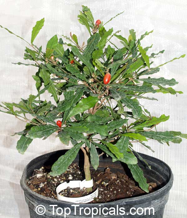 Synsepalum subcordatum, Giant Miracle Fruit. 2 y.o. plant, 1 ft tall, with fruit