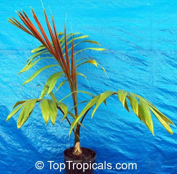 Chambeyronia macrocarpa, Red Leaf Palm, Red Feather Palm, Flame Thrower Palm, Blushing Palm