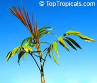 Chambeyronia macrocarpa, Red Leaf Palm, Red Feather Palm, Flame Thrower Palm, Blushing Palm

Click to see full-size image