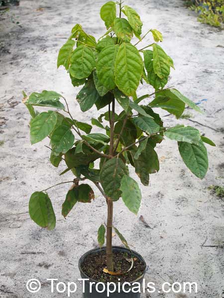 Quararibea funebris, Rosita de Cacao, Cabezona, Molinillo, Funeral Tree. 1 y.o. tree in 3 gal container